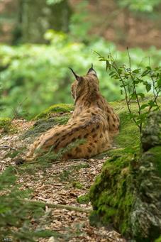 NP Bayerischer Wald_Luchs_D8B0238